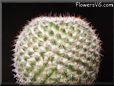 pincushin cactus