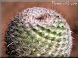 cactus picture