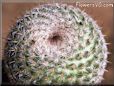cactus picture