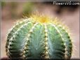 cactus photo