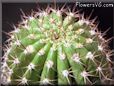 cactus picture