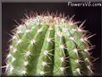 cactus picture