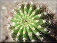 cactus picture