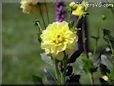 yellow dahlia flower