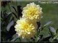 yellow dahlia