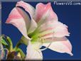 white amaryllis flower picture