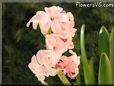hyacinth flower picture
