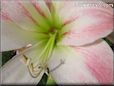 amaryllis flower picture