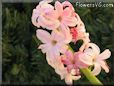 hyacinth flower picture