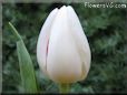 white cut tulip picture