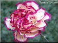 white light purple carnation flower picture