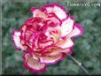 white light purple carnation flower picture
