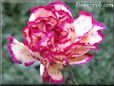 white light purple carnation flower picture