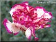 white light purple carnation flower picture