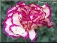 white light purple carnation flower picture