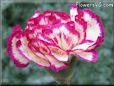 white light purple carnation flower picture