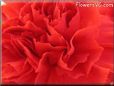 red carnation flower picture