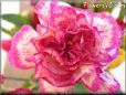 white light pink carnation flower picture
