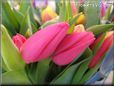 pink cut tulip picture