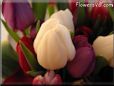 tulip flower picture