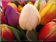 tulip flower picture