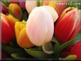 tulip flower picture