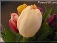 tulip flower picture