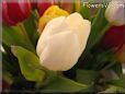 tulip flower picture
