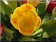 tulip flower picture