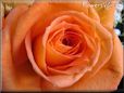 オレンジ色のバラ 写真