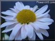white daisy flower picture