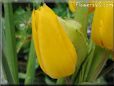 yellow cut tulip picture