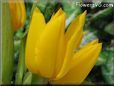yellow tulip flower picture