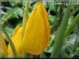 yellow tulip flower picture