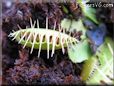 venus flytraps picture