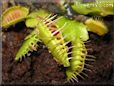 venus fly trap wallpapers