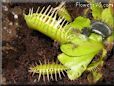 venus fly trap backgrounds