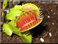 venus fly trap picture