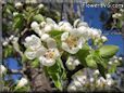 pear trees blossom pictures