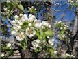 pear trees blossom picture