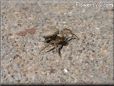 spider crab photos