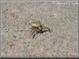 crab spider images