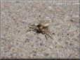 crab spider pics