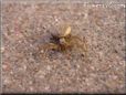 crab spider wallpapers