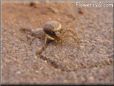 crab spider picture