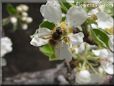 honeybee picture