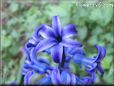 blue hyacinth flower picture