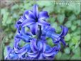 hyacinth flower