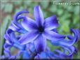 blue hyacinth picture