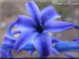 hyacinth flowers